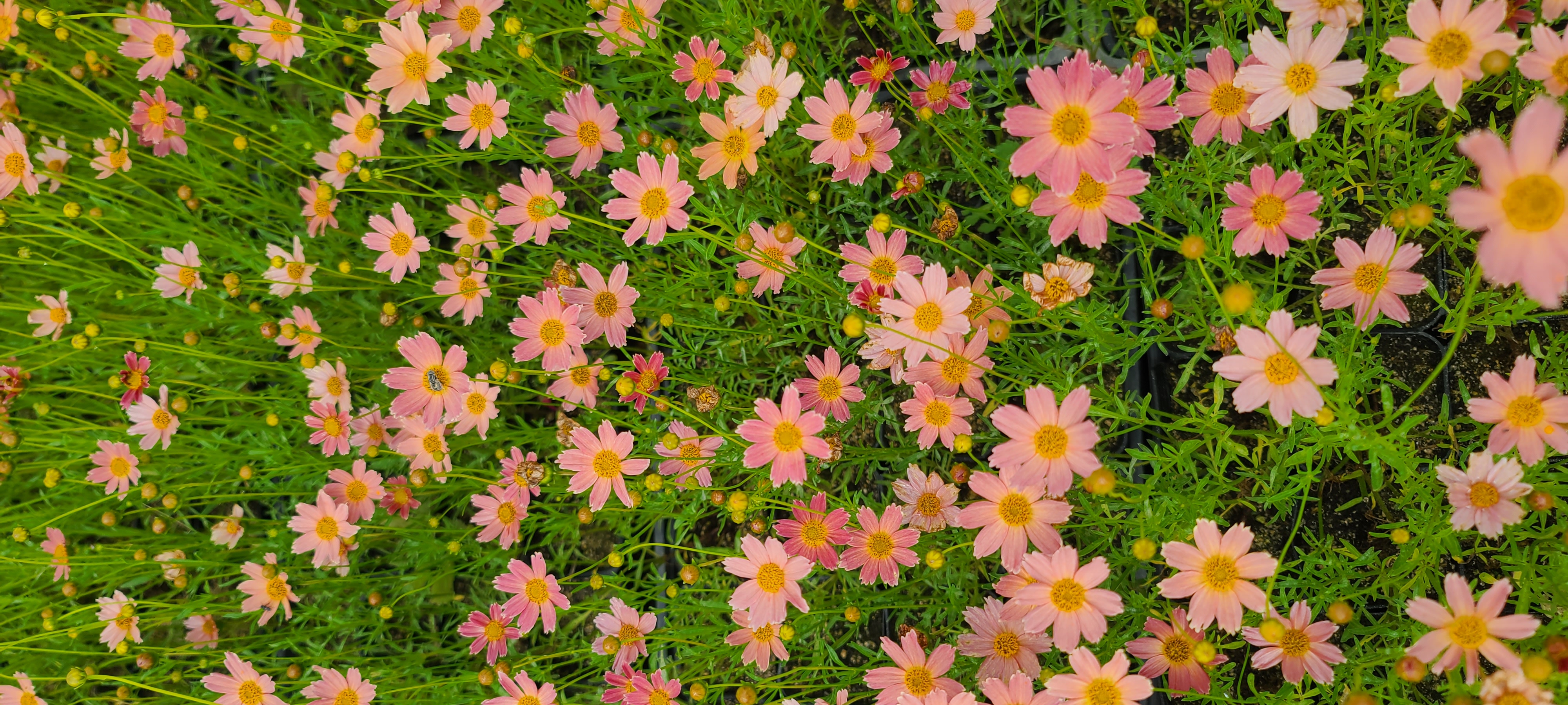 Coreopsis verticillata 'Pink Park’